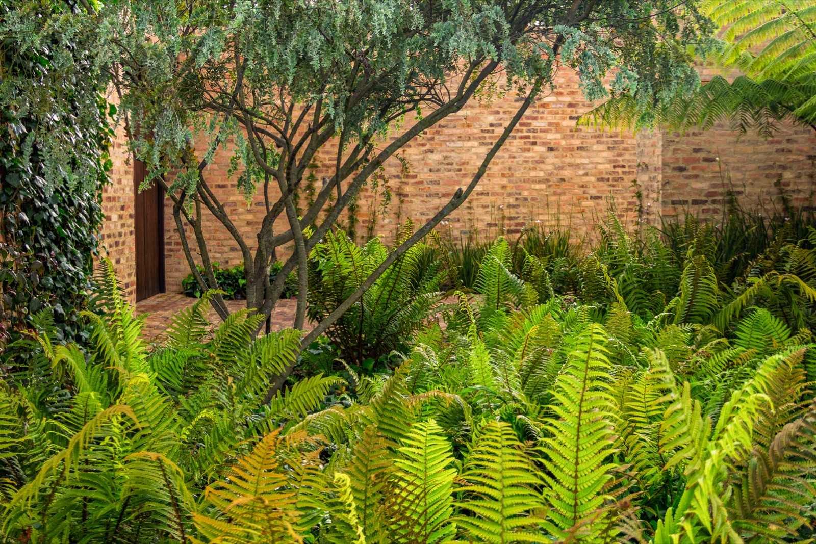 Chiribitá